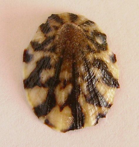 Cellana radians